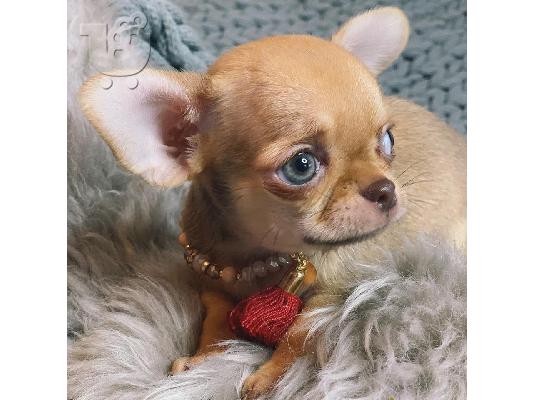 Πωλούνται κουτάβια Chihuahua της Νίκαιας